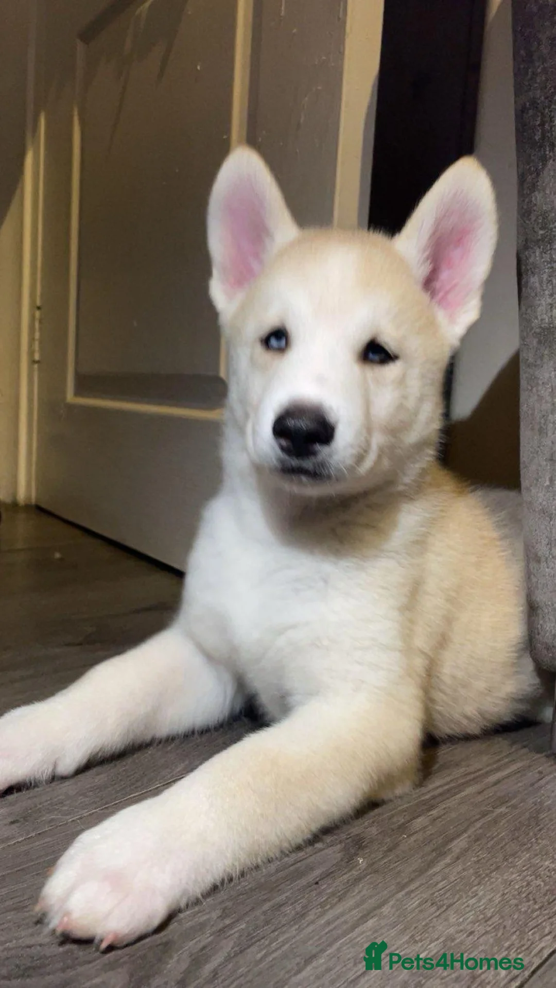 Huskita dogs for sale: Last puppy for sale!! in Bolton - Advert 2