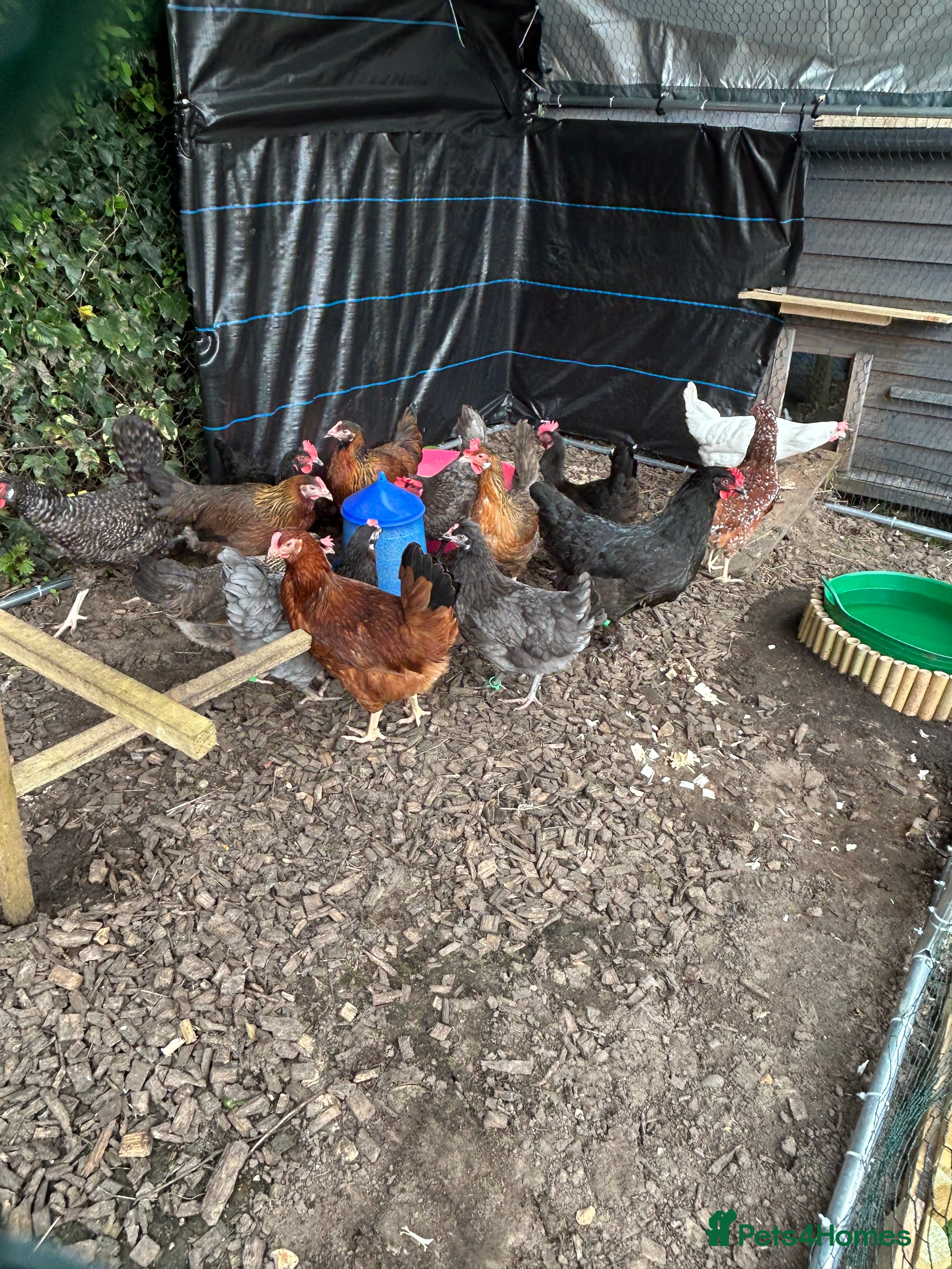 Chickens poultry 3 point of lay hens and 5 sexed growers for sale - Advert 7