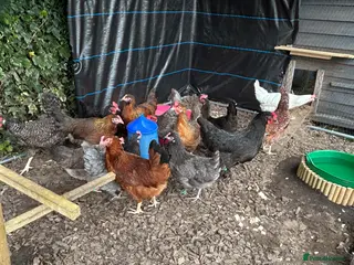 Chickens poultry 3 point of lay hens and 5 sexed growers for sale - Advert 2