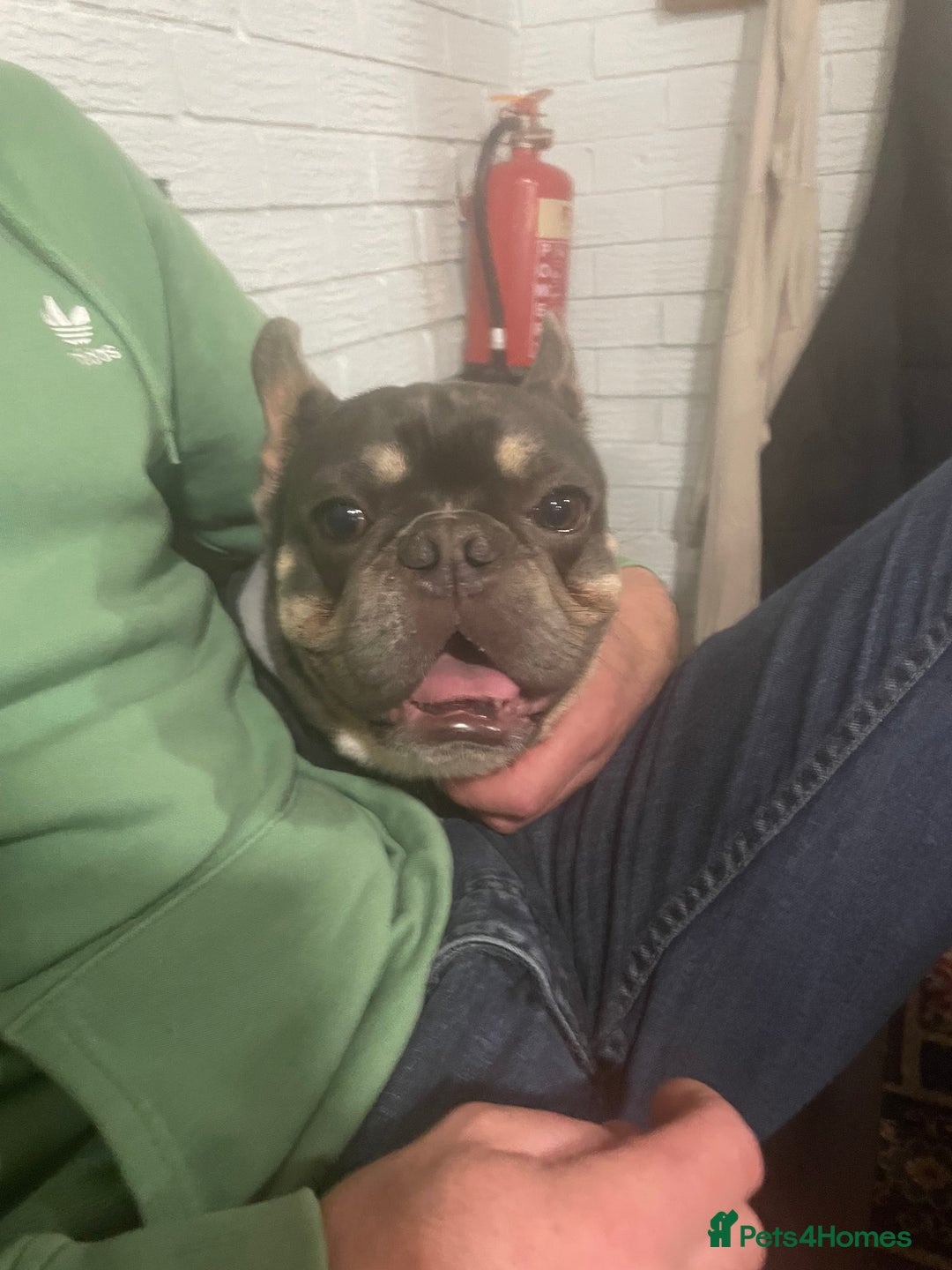 French Bulldog dogs for sale: A special pup - Image 1