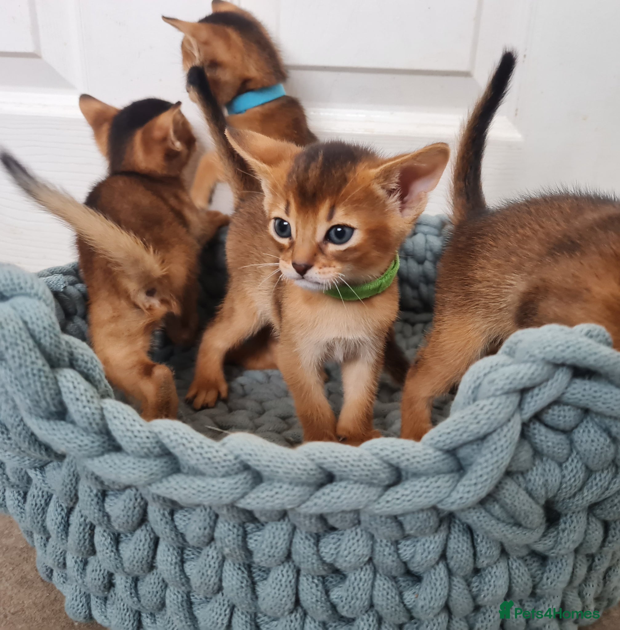 Abyssinian cats champion line Abyssinian kittens🎖🏆🏅 - Advert 15