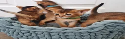Abyssinian cats for sale: LAST TWO BOYS,champion line Abyssinian kittens🎖 - Advert 12