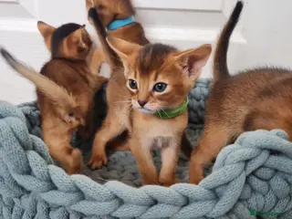 Abyssinian cats champion line Abyssinian kittens🎖🏆🏅 - Advert 15