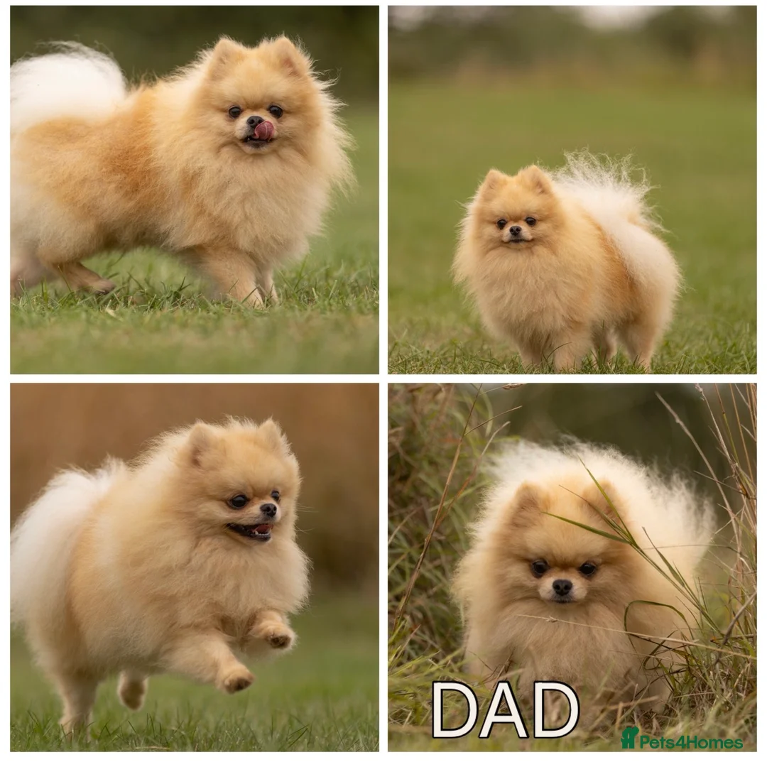 Pomeranian dogs for sale: Teddy bear faced boy 🐻  - Advert 5