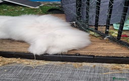 English Lop rabbits for sale: Mr snow ball - Image 5