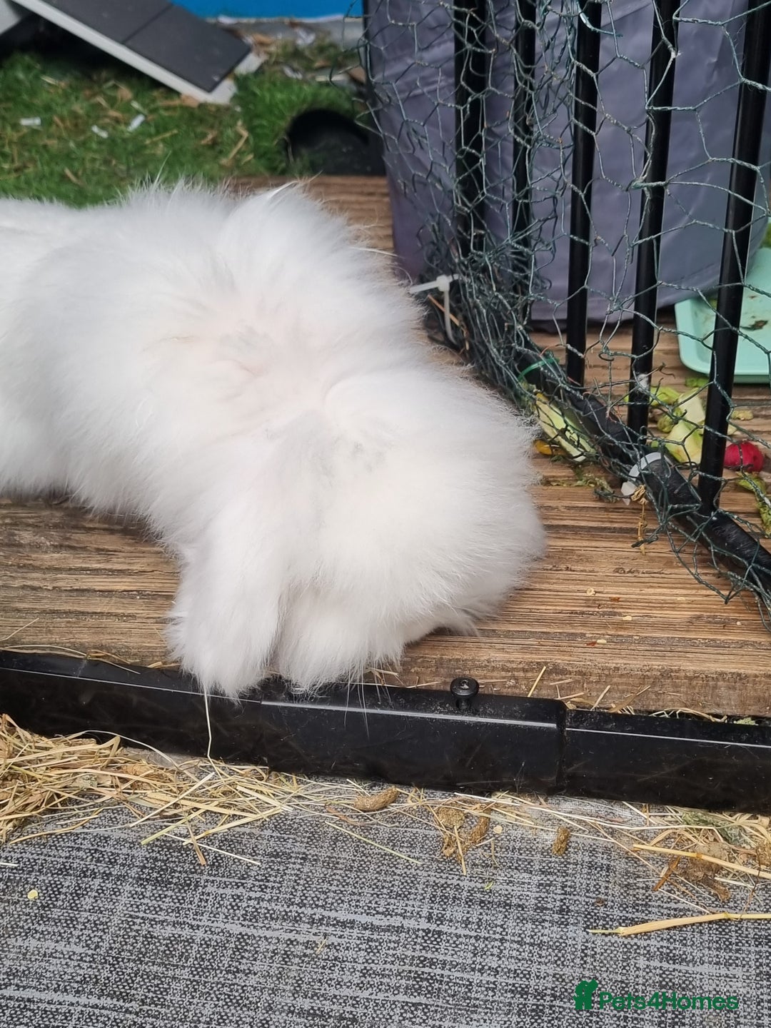 English Lop rabbits for sale: Mr snow ball - Image 5