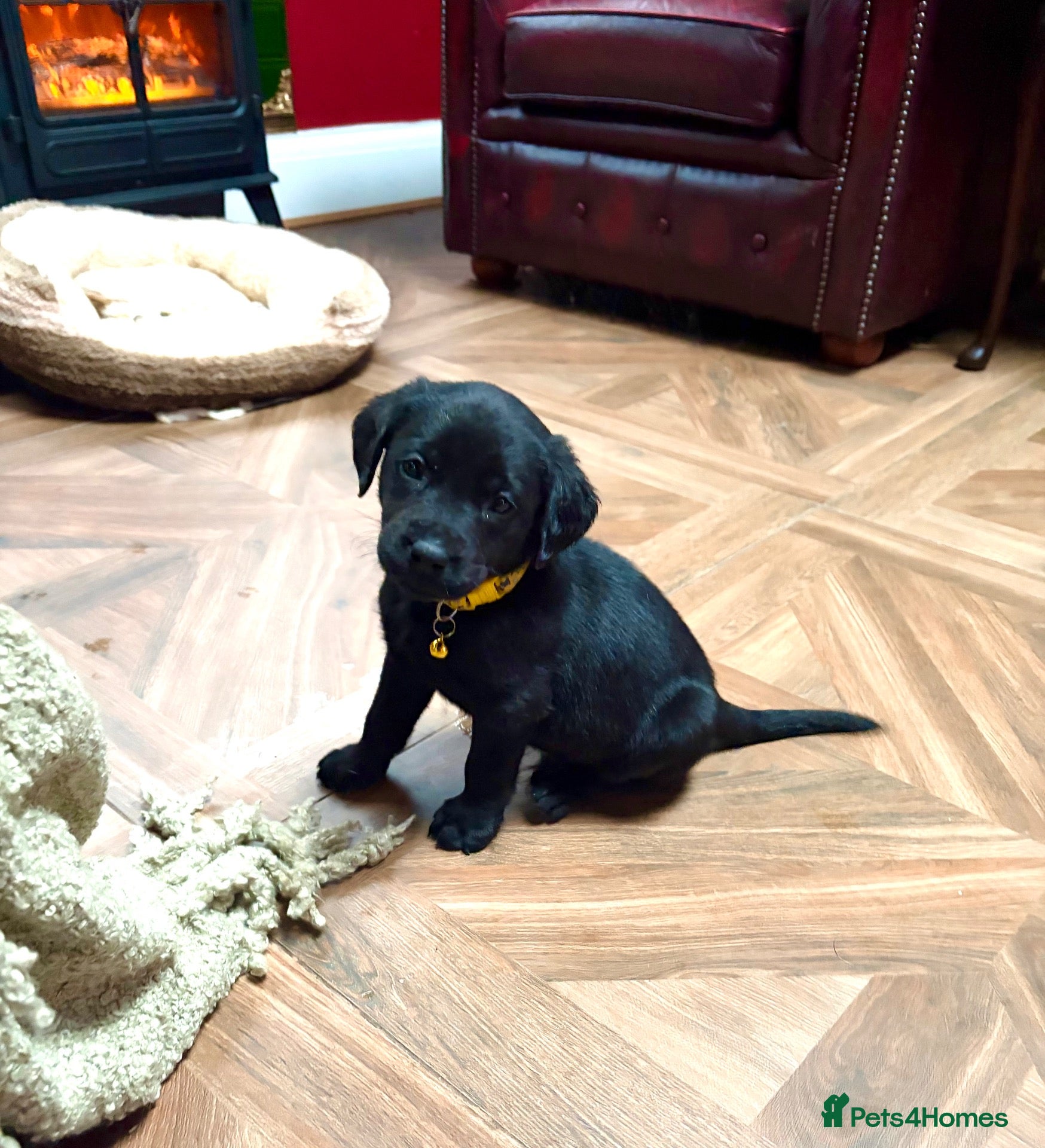 Labrador Retriever dogs Come and choose your baby🐾 Pedigree KC Reg labs❤️ - Advert 6