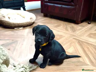Labrador Retriever dogs Come and choose your baby🐾 Pedigree KC Reg labs❤️ - Advert 6