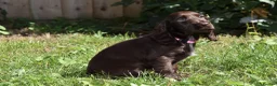 Cocker Spaniel dogs for sale: Ready Now Kc Reg Show Type Cocker Spaniel  - Advert 13