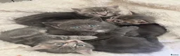 Mixed Breed cats for sale: Adorable grey kittens & tabby grey kittens  in Salisbury - Advert 3