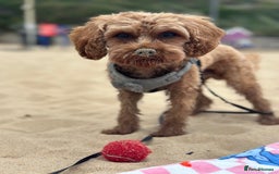 Cavapoo dogs for stud: DNA Clear Cavapoo F1B Red Fox Stud - Image 3