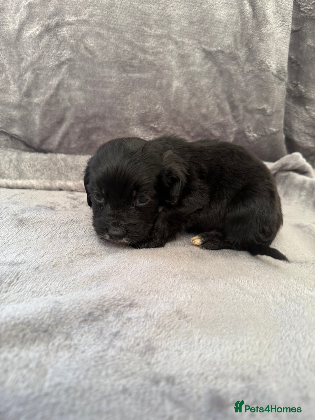 Cocker Spaniel dogs for sale: Cocker spaniel pups  - Advert 7