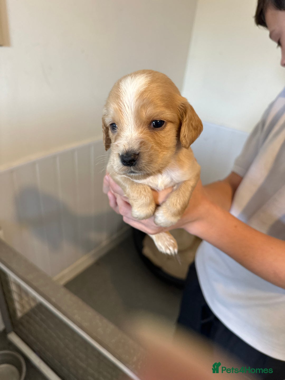 Cocker Spaniel dogs for sale: Kc cocker spaniels  - Image 21
