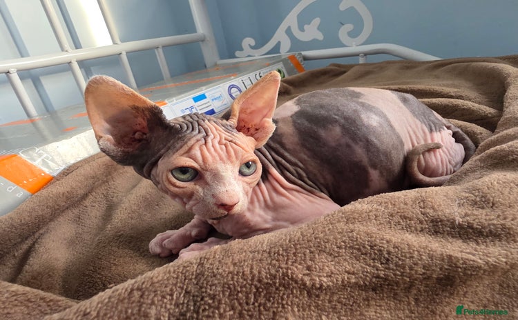 Sphynx cats - Advert 1