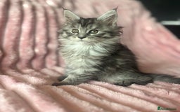 Maine Coon cats for sale:  TICA Maine Coon Kittens Ready for  **  🎁  - Advert 16