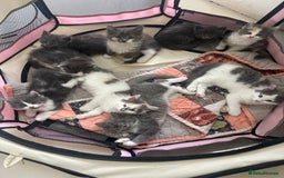 Ragdoll cats for sale: Gorgeous half pedigree Ragdoll kittens - Image 3