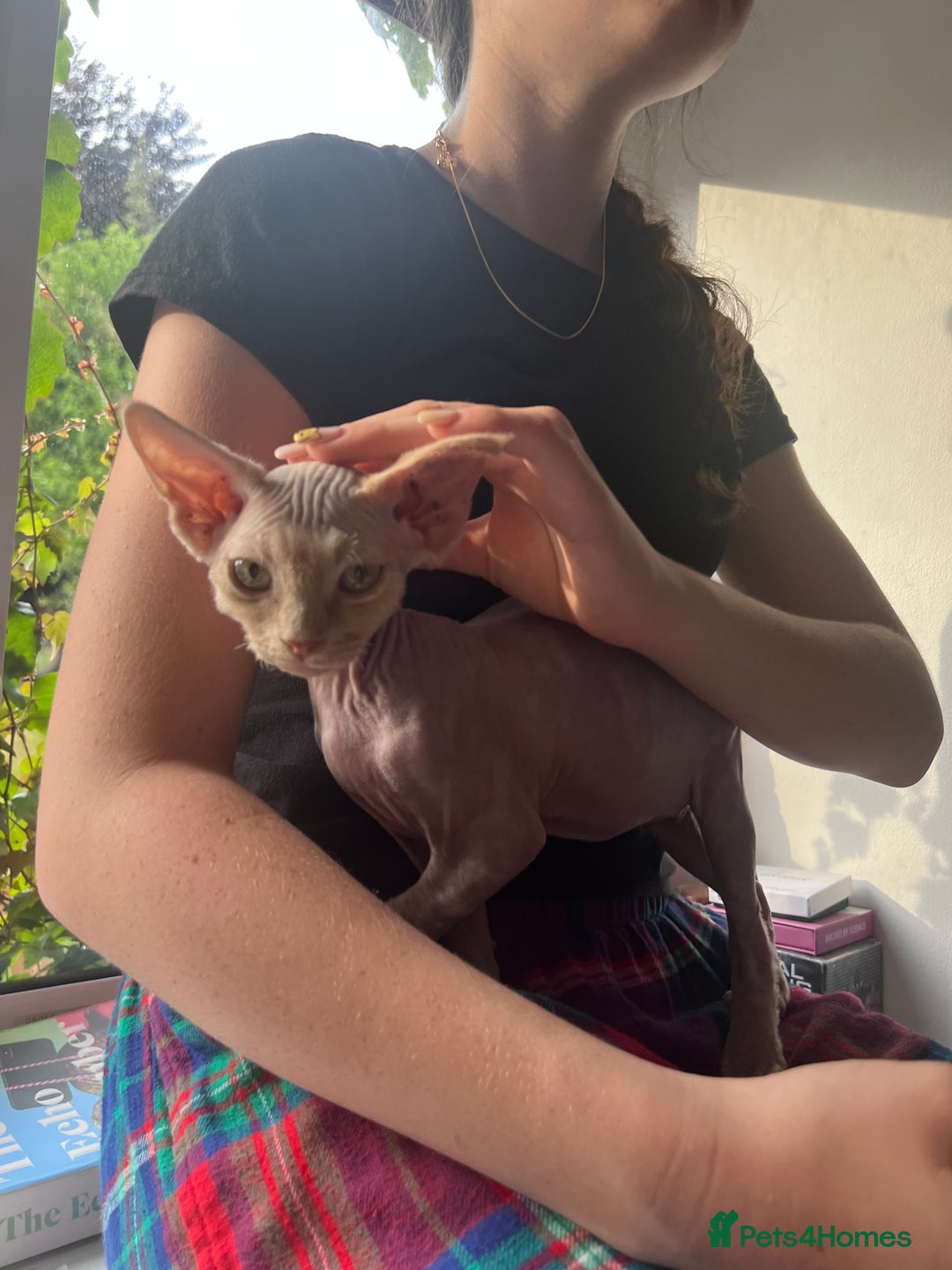 Devon Rex cats for sale: Ready now GCCF outstanding Devon Rex kittens  - Image 19