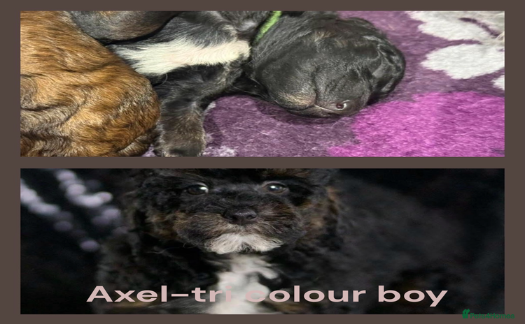 Bernedoodle dogs - Advert 3