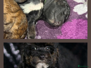 Bernedoodle dogs - Advert 3