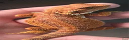 Bearded Dragon reptiles for sale: Red Monster blue bars and Hypos and Trans - Advert 2