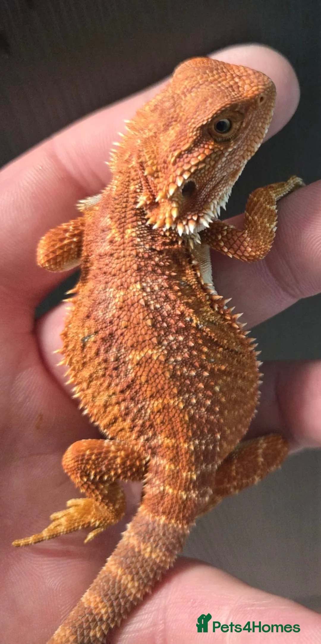 Bearded Dragon reptiles for sale: Red Monster blue bars and Hypos and Trans - Advert 2
