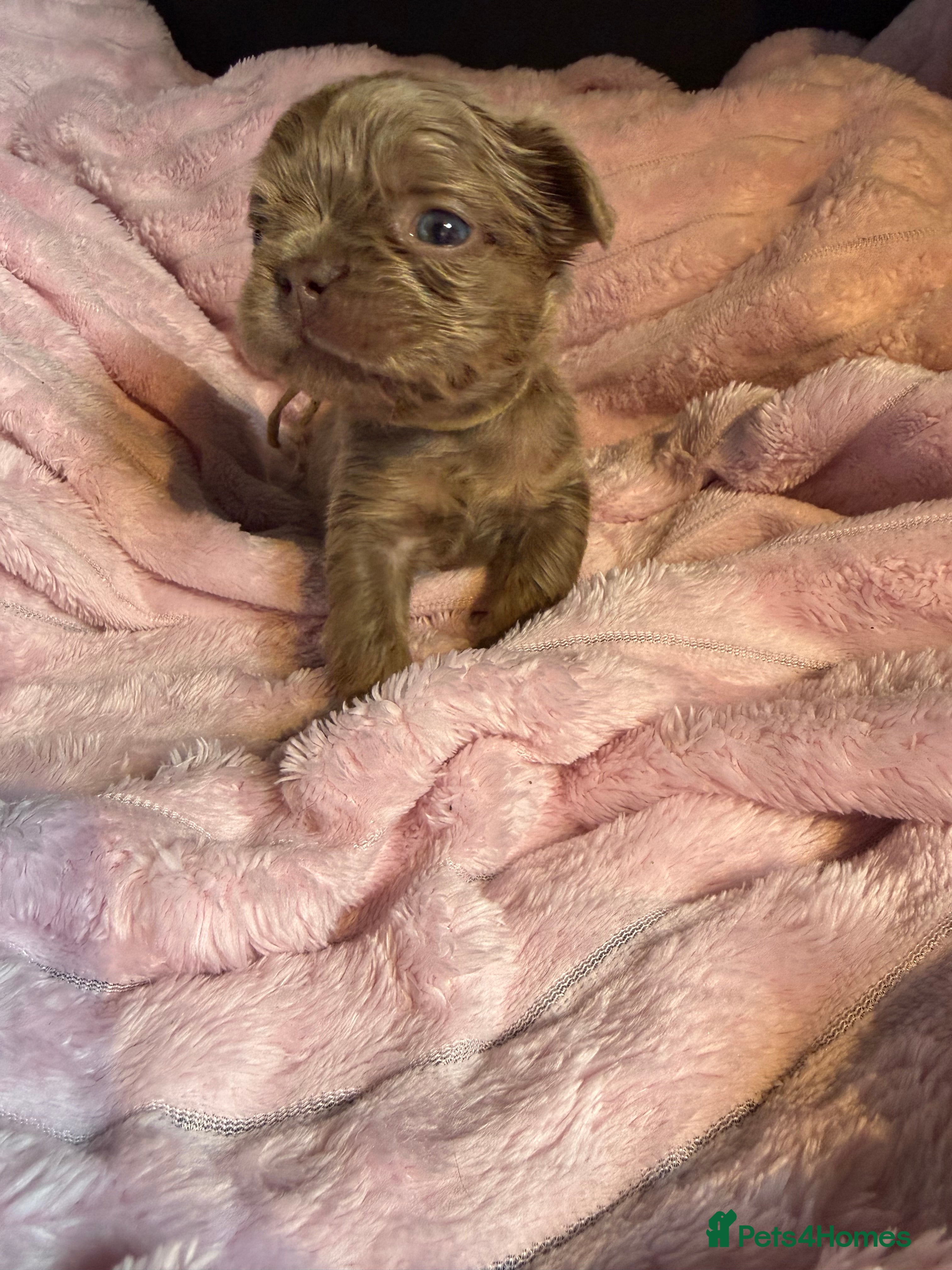 French Bulldog dogs REDUCED!! Last 4 Fluffy frenchies Pink carriers - Advert 2