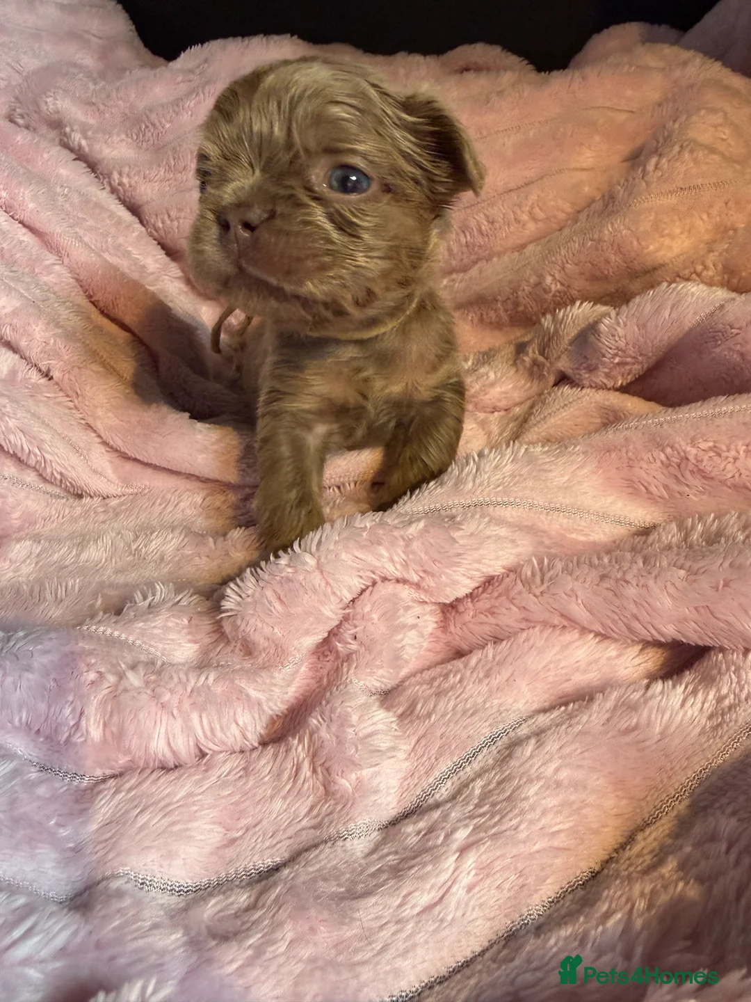 French Bulldog dogs for sale: REDUCED!! Last 4 Fluffy frenchies Pink carriers - Advert 2