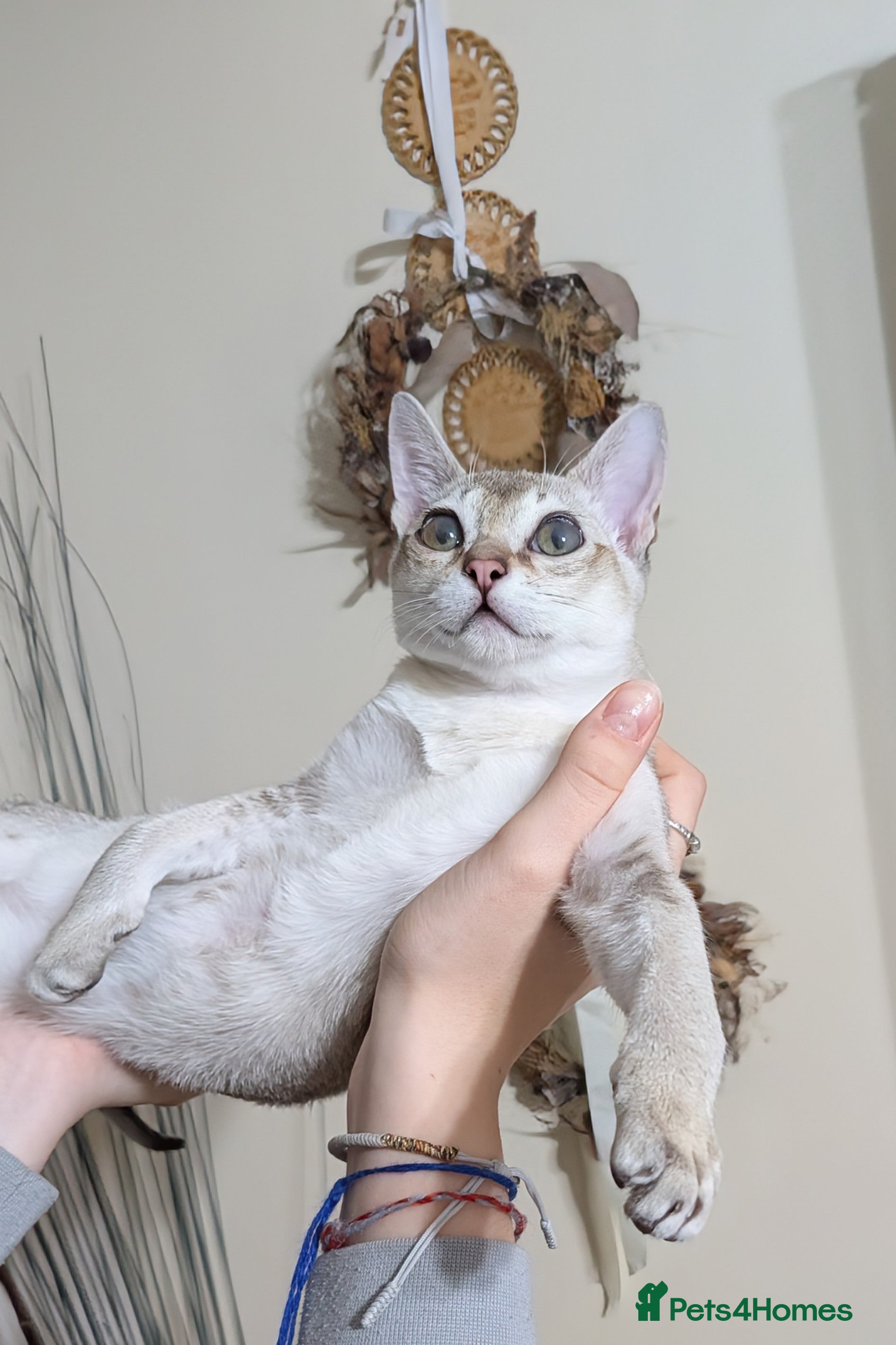 Singapura cats Registered Singapura kittens  - Advert 1