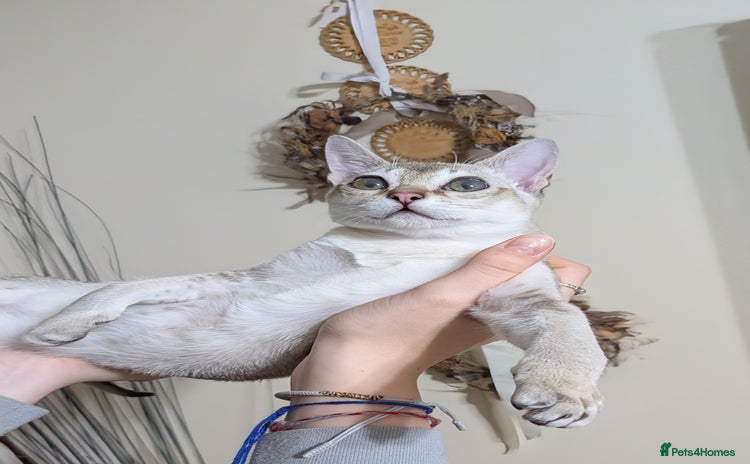 Singapura cats Registered Singapura kittens  - Advert 8