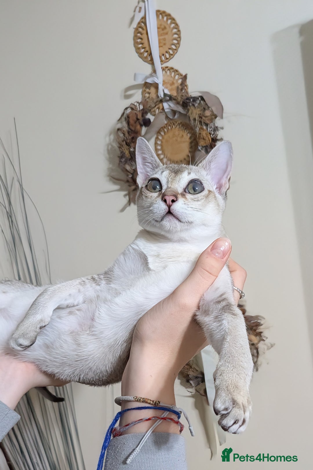 Singapura cats for sale: Registered Singapura kittens  - Advert 1