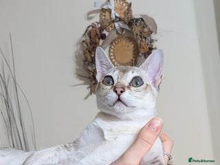 Singapura cats Registered Singapura kittens - Advert 2