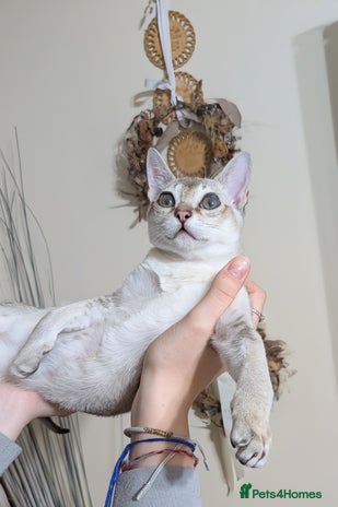 Singapura cats Registered Singapura kittens - Advert 1