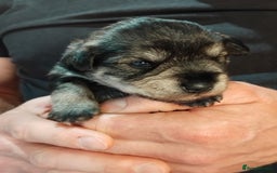 Miniature Schnauzer dogs for sale: Rockybobs Miniature Schnauzers  - Image 3