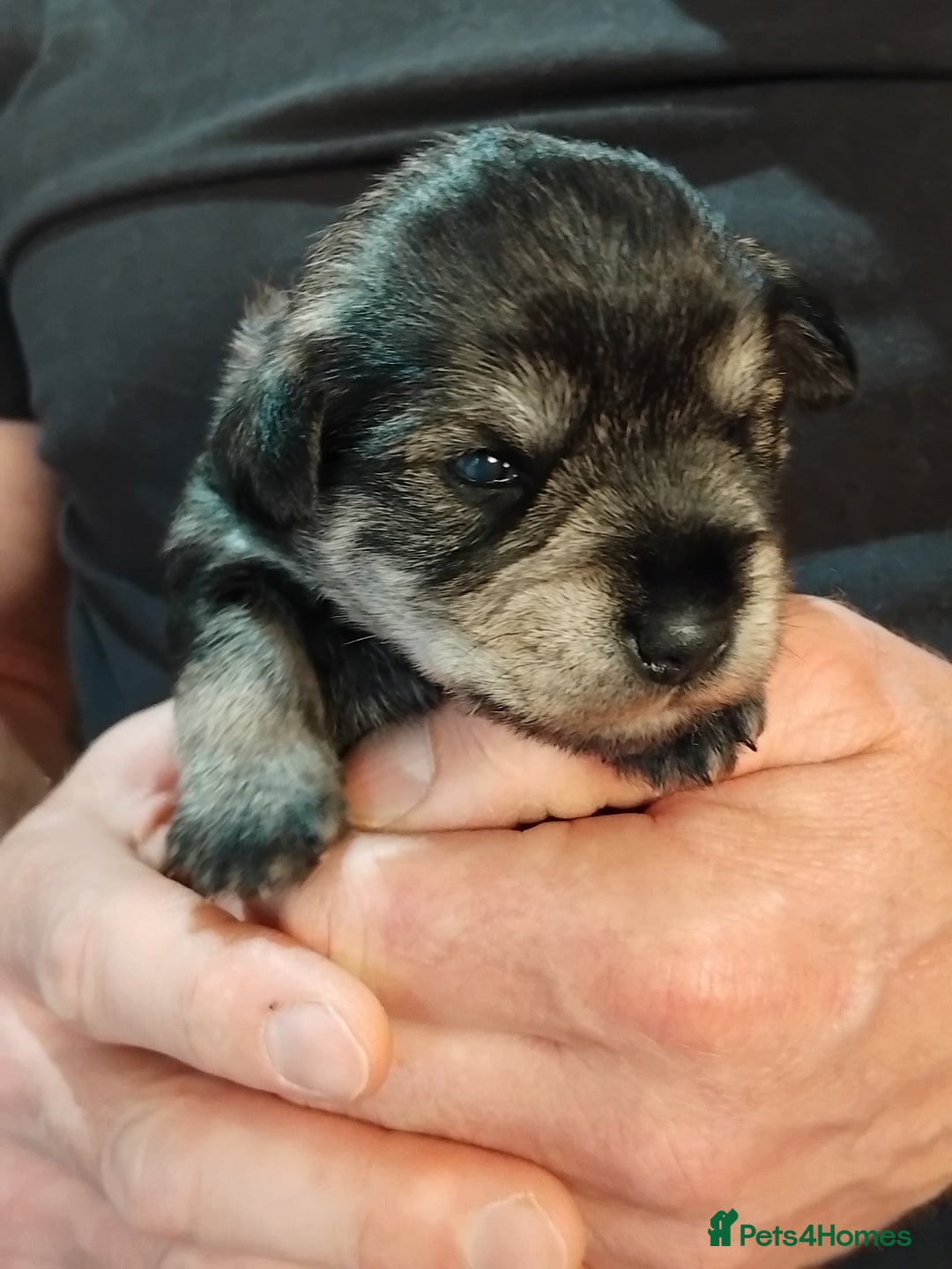 Miniature Schnauzer dogs for sale: Rockybobs Miniature Schnauzers  - Image 3