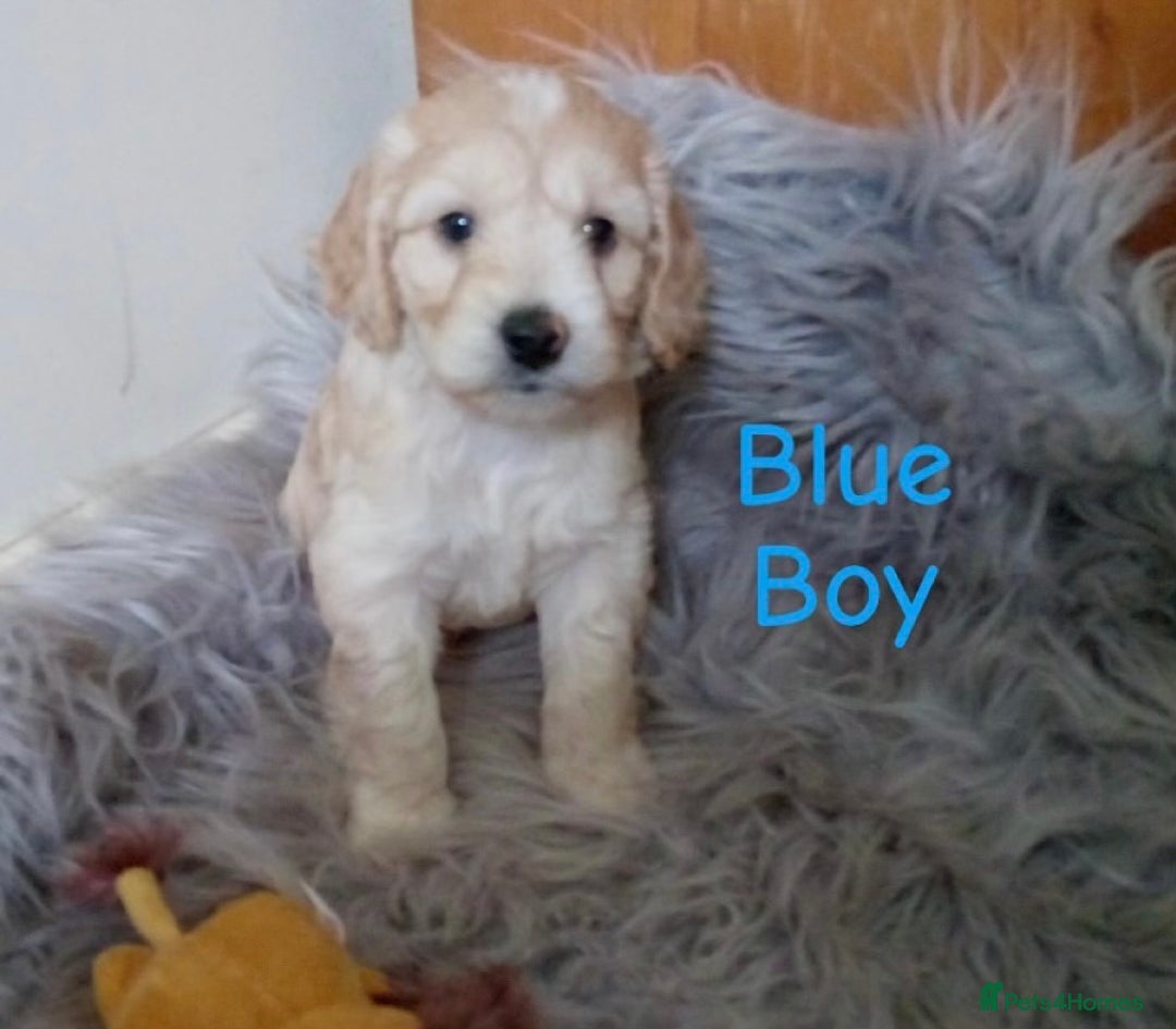 Cockapoo dogs for sale: ⭐️VERY RARE TOY Cockapoo Puppies⭐️🐶 - Image 15