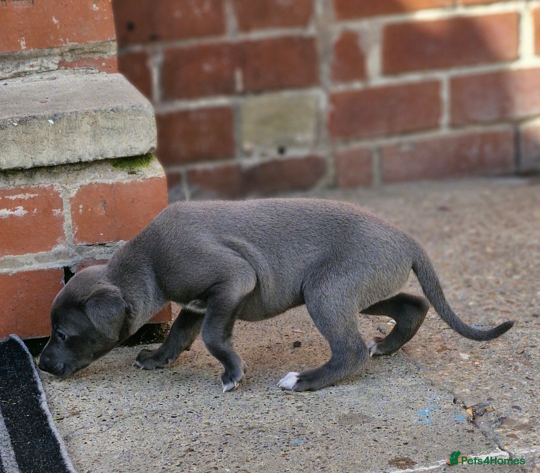 Whippet dogs for sale: Whippets - Image 3