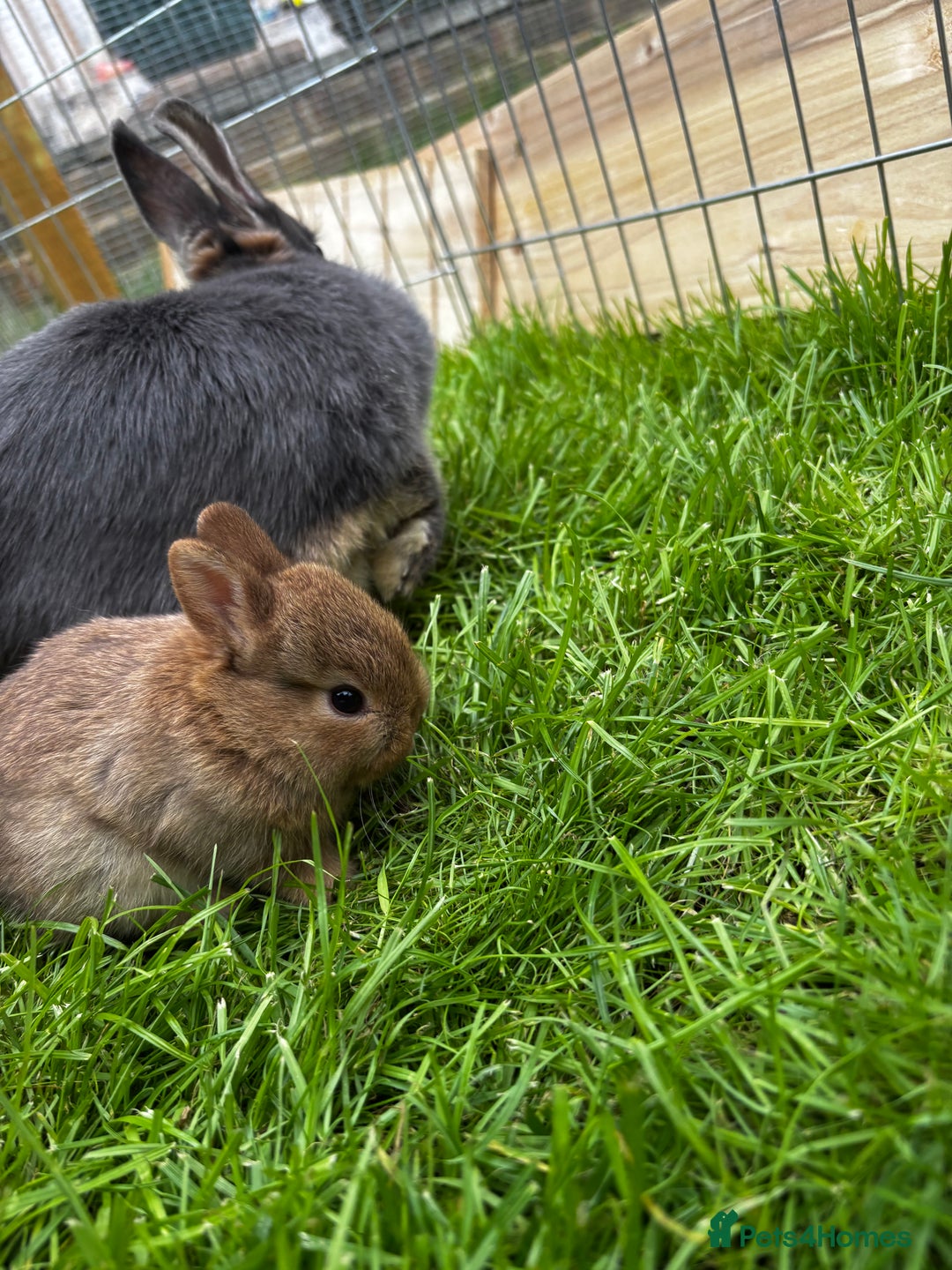 Netherland Dwarf rabbits for sale: Female neverland for sale  in Camberley - Image 6