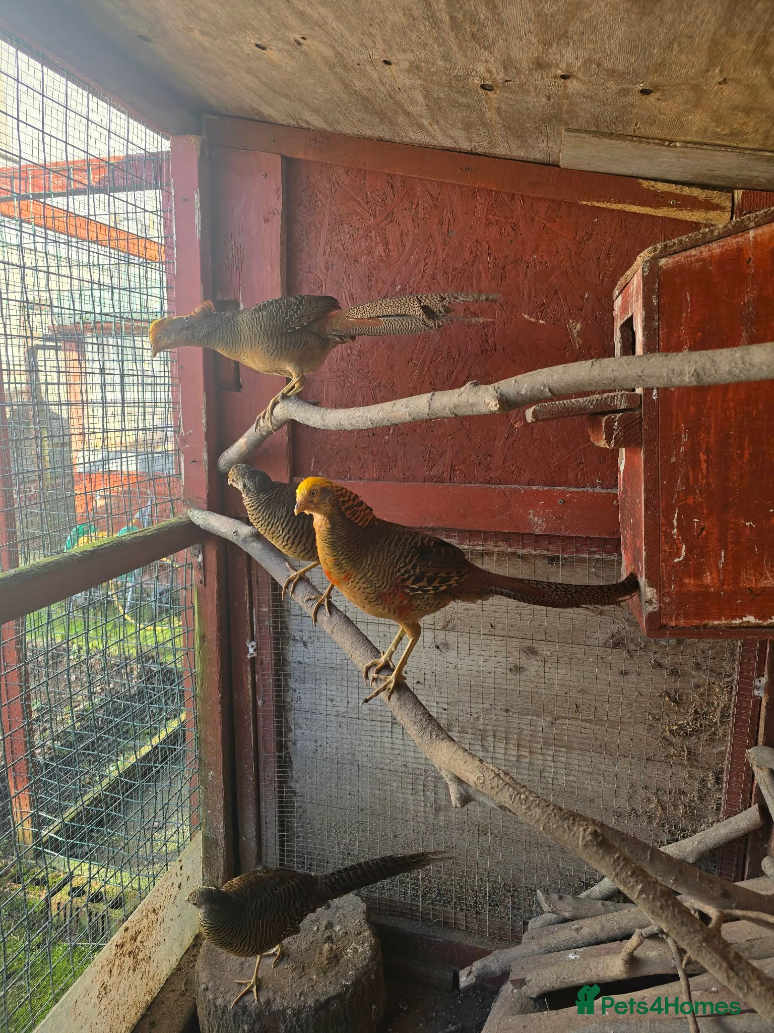 Pheasants poultry Golden pheasants for sale - Advert 8