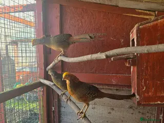 Pheasants poultry Golden pheasants for sale - Advert 8
