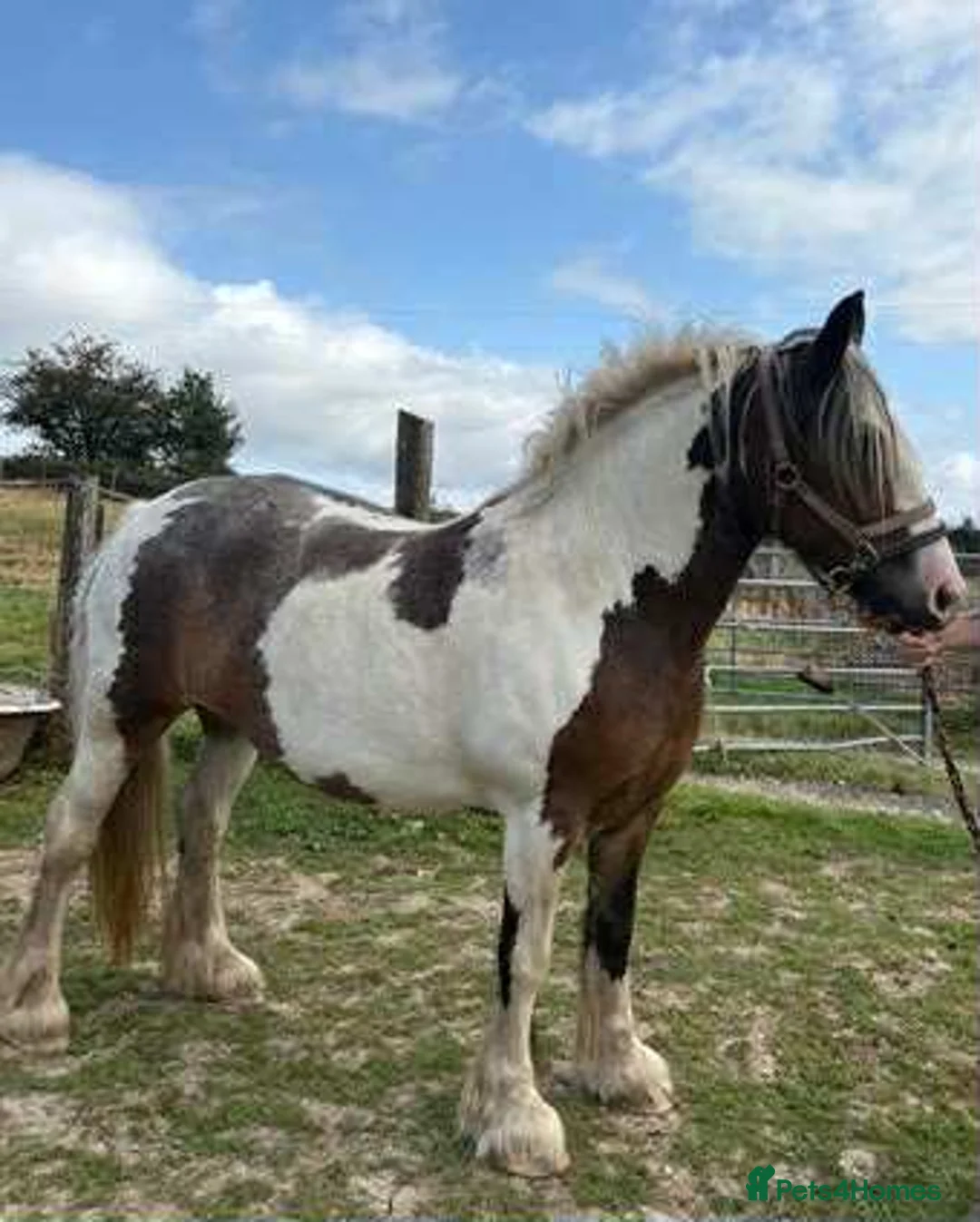 Irish Cob horses for sale: beautiful cob colt  - Advert 12