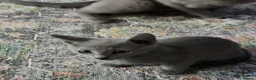 Russian Blue cats for sale: last adorable female pure breed Russ blue kitten - Advert 3