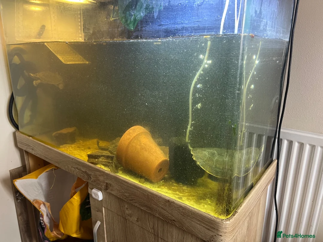 Turtle reptiles for sale: 2x Orange belly side neck with full setup - Advert 19
