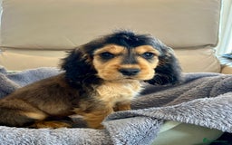 Cocker Spaniel dogs for sale: Reduced last 2 ‼️ £950 Kc reg show cocker puppies  - Image 13
