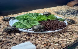Hermann Tortoise reptiles for sale: Hermann tortoise - Image 5