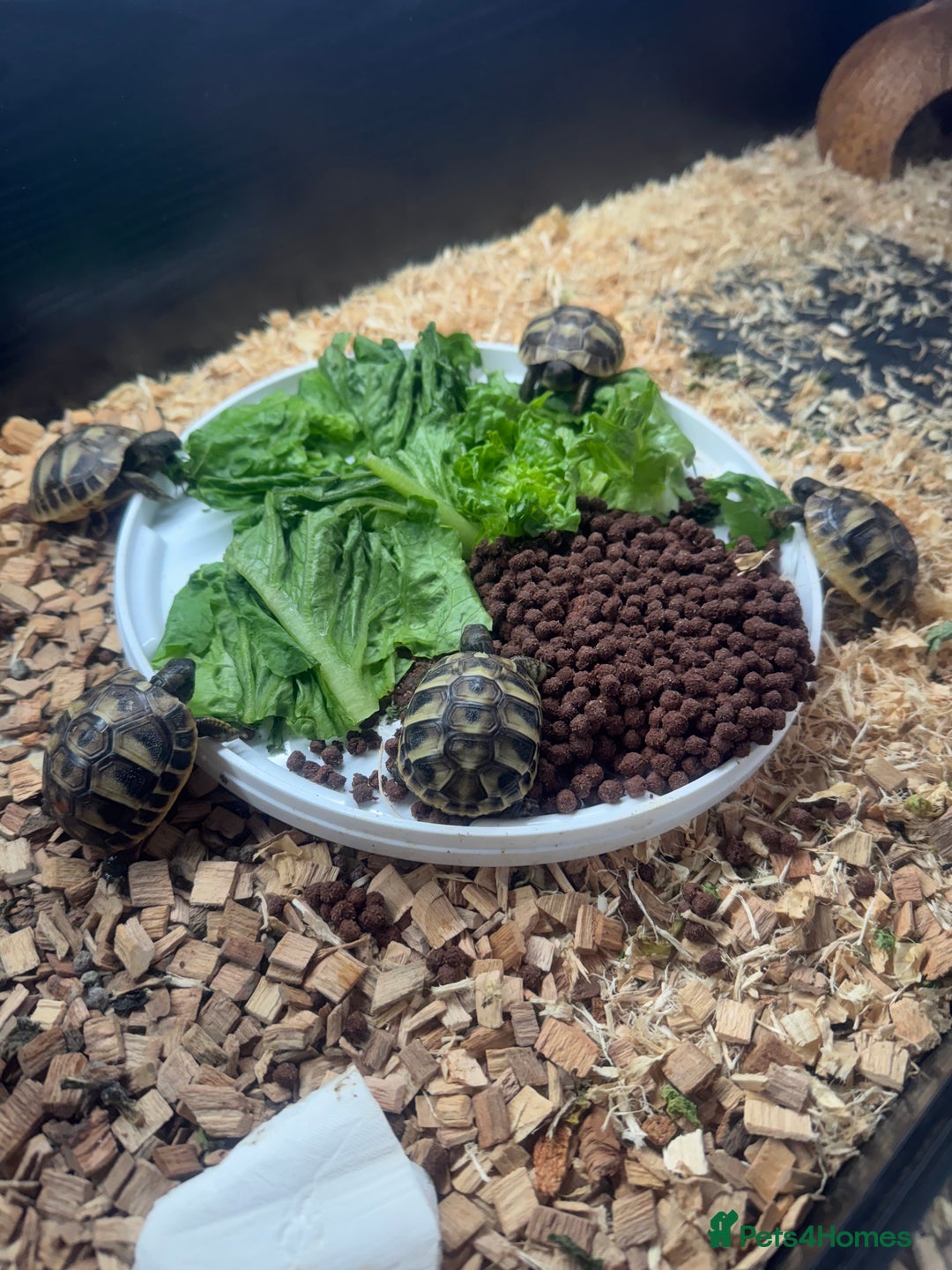 Hermann Tortoise reptiles for sale: Hermann tortoise - Image 5