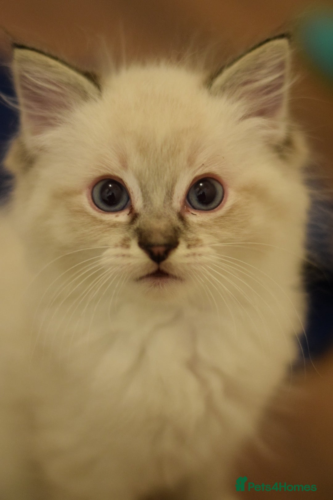 Ragdoll cats for sale: Chunky Ragdoll kittens ready now  - Image 14