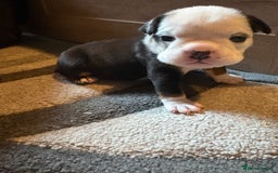 English Bulldog dogs for sale: Gorgeous English bulldog puppy’s  - Image 9