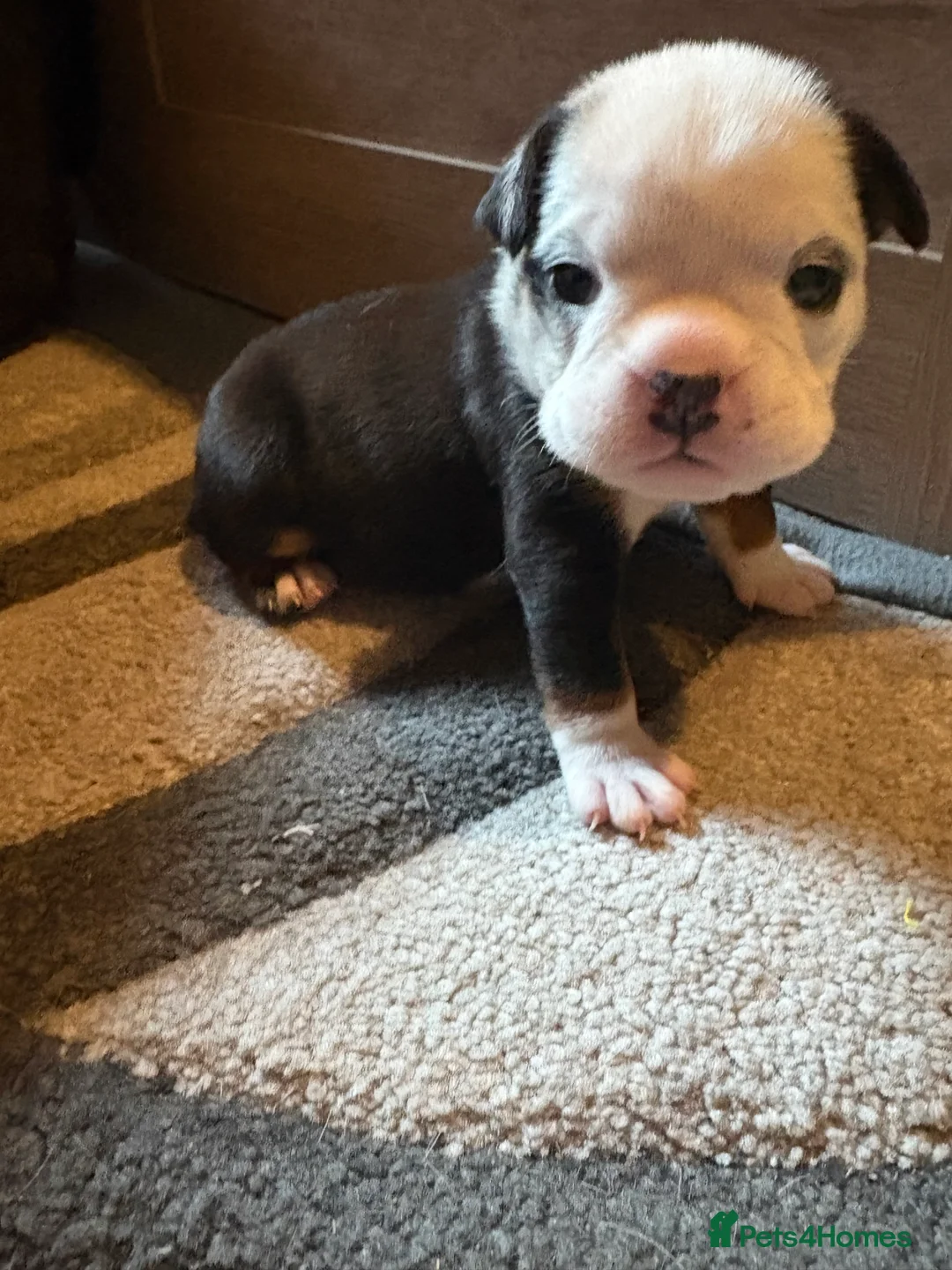 English Bulldog dogs for sale: Gorgeous English bulldog puppy NEBBR REGISTERD - Advert 12
