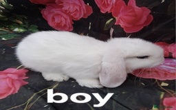 Mini Lop rabbits for sale: Mini lop baby rabbits - Image 5
