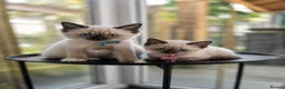 Birman cats for sale: Birman Kittens - Advert 1